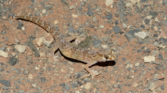 Pachydactylus latirostris