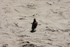 Daptrius chimango chimango