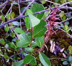 Salix fuscescens