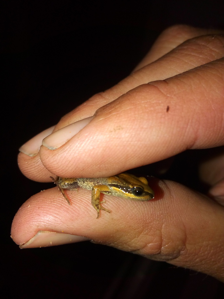 Whistling Dwarf Frog