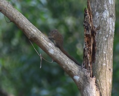 Funambulus sublineatus