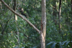 Funambulus sublineatus