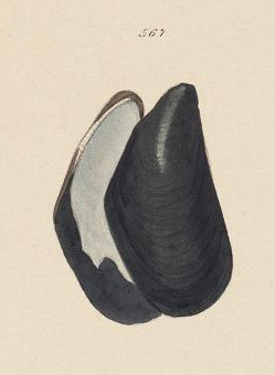 Northern Bay Mussel