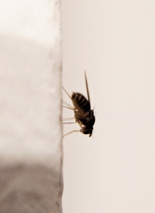 Drosophila funebris