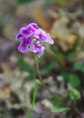 Cardamine purpurea