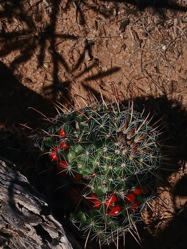 Counterclockwise nipple cactus (Cochemiea mainiae)