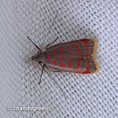 Dichomeris sandycitis