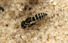 Masarinae