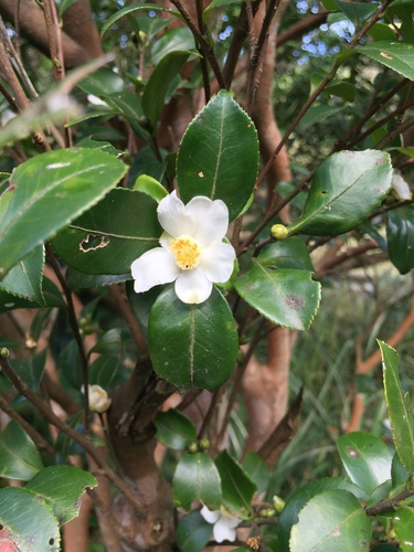 Camellia brevistyla (Camellia brevistyla)