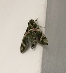 Daphnis nerii