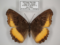 Eurytela dryope dryope