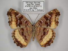 Eurytela dryope dryope