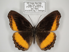 Eurytela dryope dryope