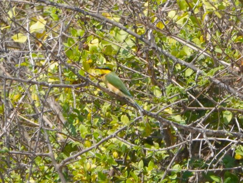 Little Bee-eater