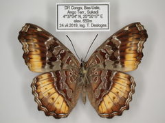 Eurytela dryope dryope