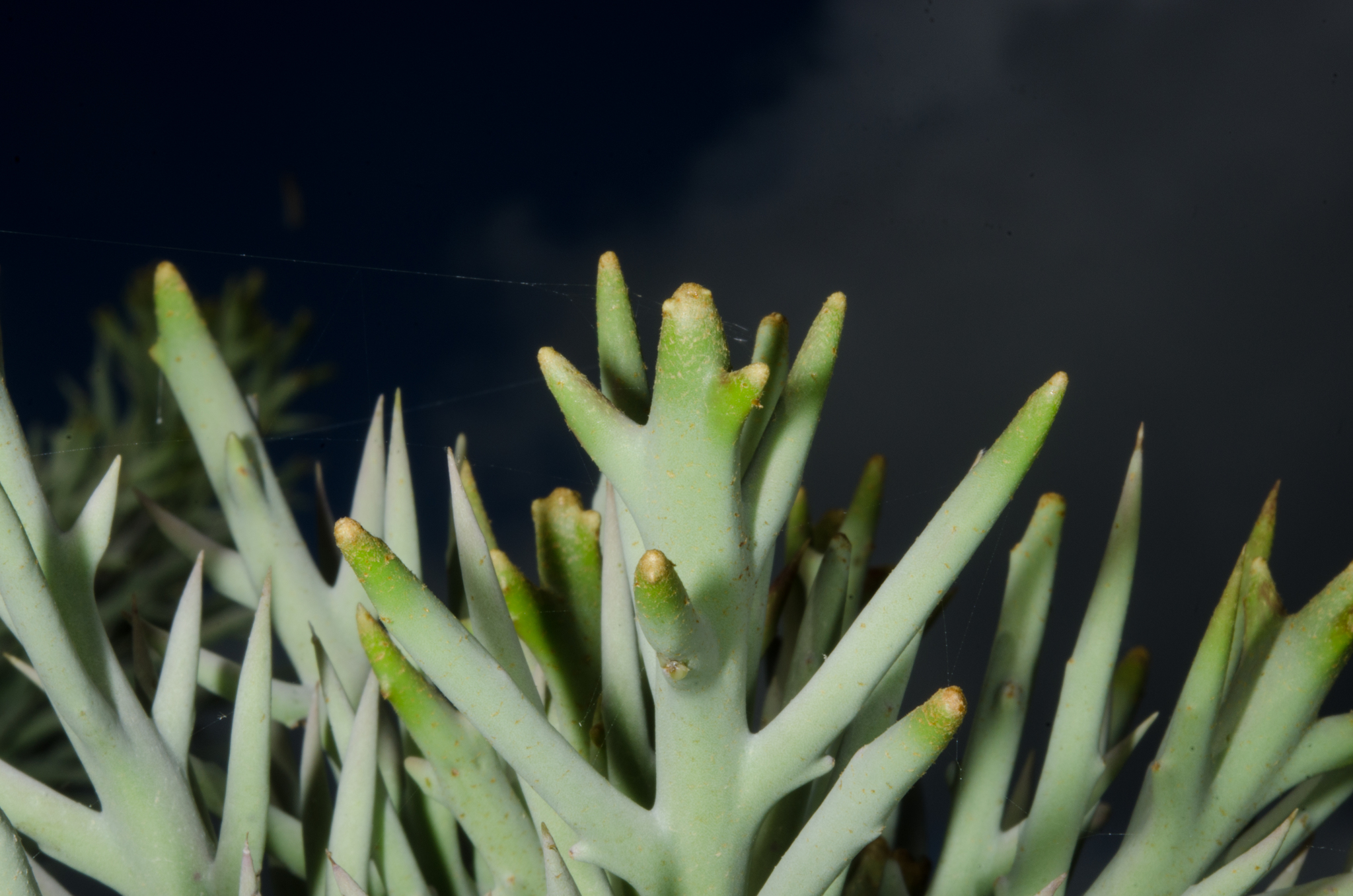 Euphorbia stenoclada ssp. stenoclada