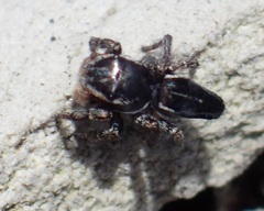 Maratus proszynskii