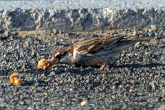 Passer hispaniolensis