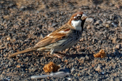 Passer hispaniolensis