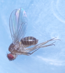 Drosophila funebris