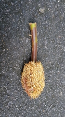 Artocarpus elasticus