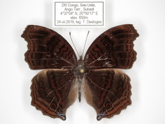Junonia stygia