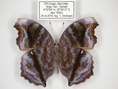 Junonia stygia