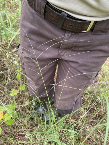 Digitaria filiformis observed 2025-09-18
