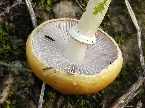 Garland Roundhead