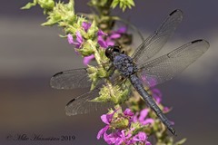 Libellula incesta