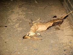 Gazella bennettii