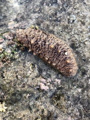 Actinopyga echinites