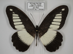 Papilio cynorta