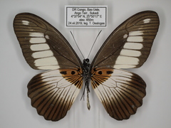 Papilio cynorta