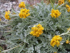 Jacobaea incana