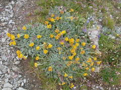 Jacobaea incana