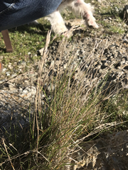Festuca californica