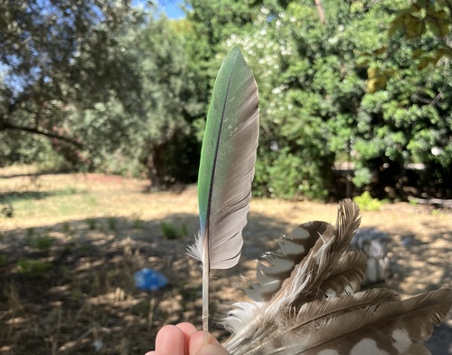 Plume de Perruche alexandre