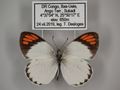 Colotis euippe euippe