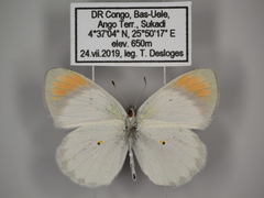 Colotis euippe euippe