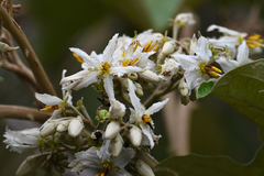 Solanum chrysotrichum
