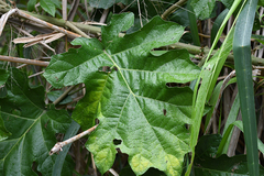 Solanum chrysotrichum