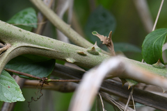 Solanum chrysotrichum