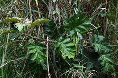 Solanum chrysotrichum