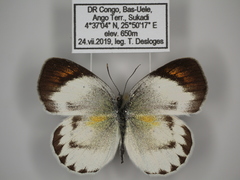 Colotis euippe euippe