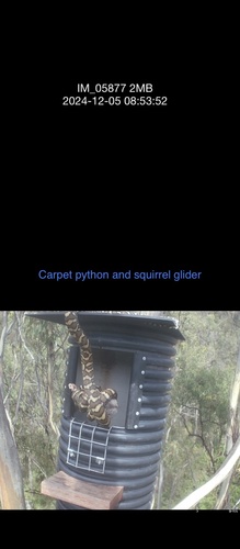 Coastal Carpet Python sighting