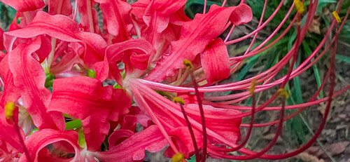 Lycoris radiata iNat (2)