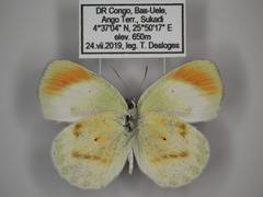 Colotis euippe euippe