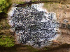 Fungi
