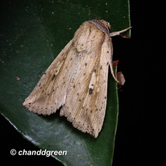 Mythimna decisissima